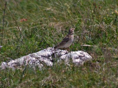 Прикрепленное изображение: zfaIMGP6453.jpg